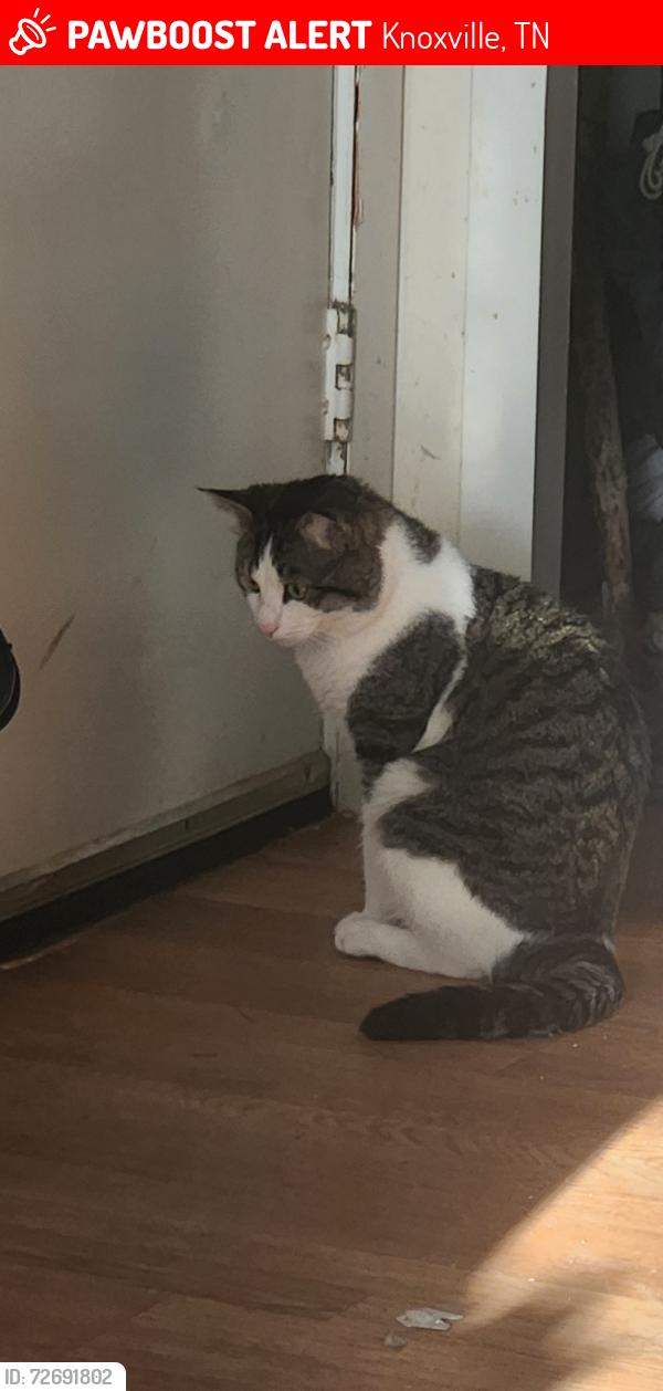 Lost Male Cat last seen The Knoxville Botanical Gardens areas , Knoxville, TN 37914