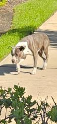 Found/Stray Male Dog last seen Richmond, Houston, TX 77082