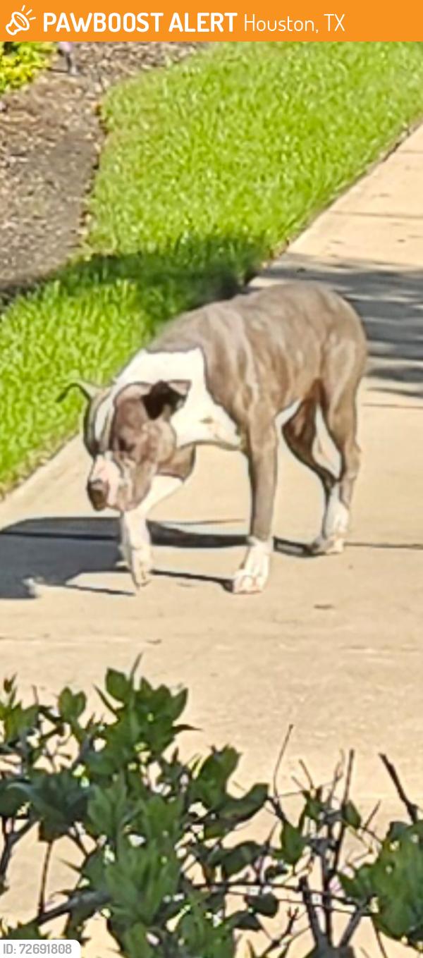 Found/Stray Male Dog last seen Richmond, Houston, TX 77082