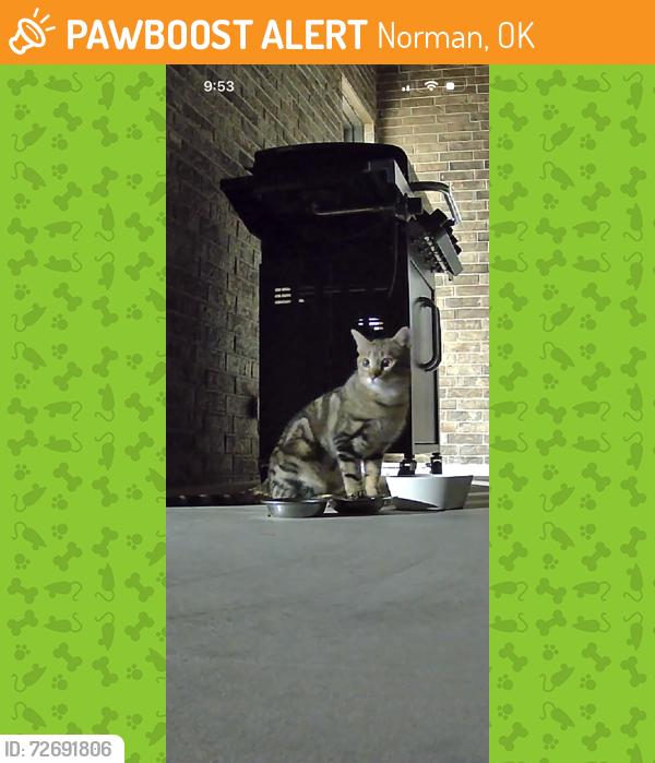 Found/Stray Unknown Cat last seen 2 miles west of Riverwind Casino, Norman, OK 73072