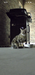 Found/Stray Unknown Cat last seen 2 miles west of Riverwind Casino, Norman, OK 73072