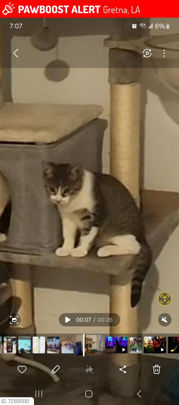 Lost Male Cat last seen Rose park, Gretna, LA 70053
