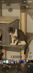 Lost Male Cat last seen Rose park, Gretna, LA 70053