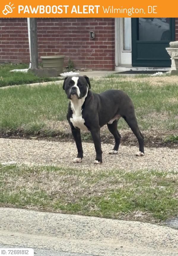 Found/Stray Male Dog last seen Anderson drive, Wilmington, DE 19801