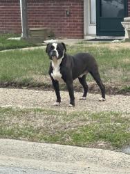 Found/Stray Male Dog last seen Anderson drive, Wilmington, DE 19801