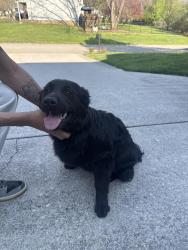 Found/Stray Female Dog last seen Seattle Slew Ln, Knoxville, TN 37931