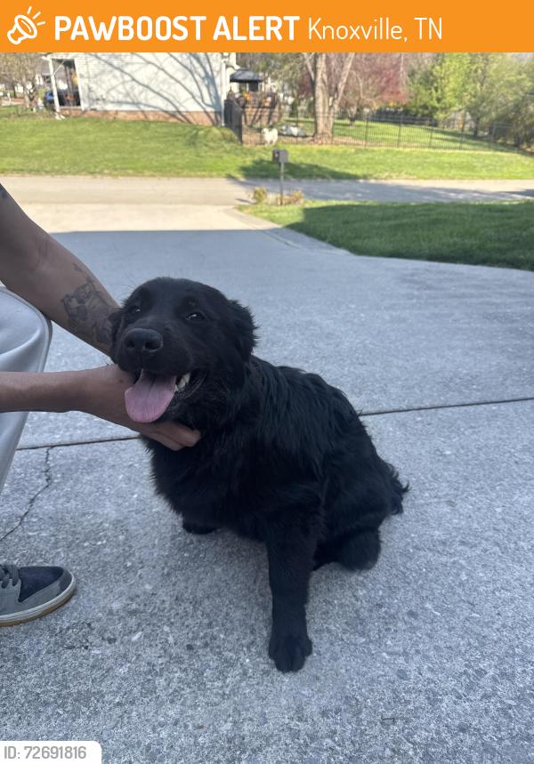 Found/Stray Female Dog last seen Seattle Slew Ln, Knoxville, TN 37931