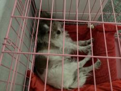 Lost Female Dog last seen Unknown , Milwaukee, WI 53233