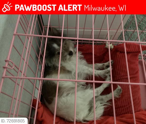Lost Female Dog last seen Unknown , Milwaukee, WI 53233