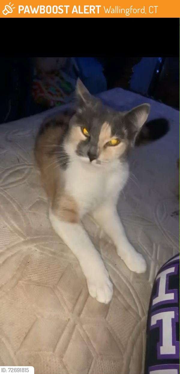 Found/Stray Female Cat last seen east st and ward st wallingford, Wallingford, CT 06492