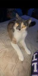 Found/Stray Female Cat last seen east st and ward st wallingford, Wallingford, CT 06492