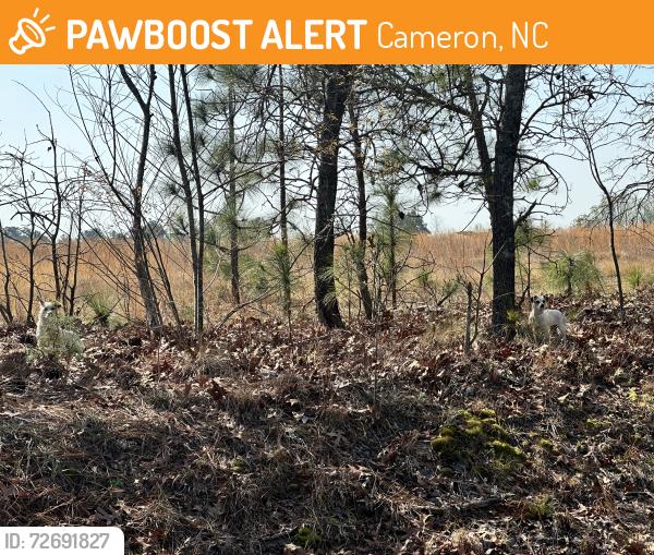 Found/Stray Unknown Dog last seen Tree line just before my driveway , Cameron, NC 28326