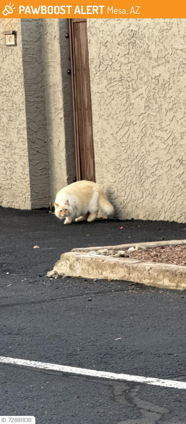 Found/Stray Unknown Cat last seen LINDNER , Mesa, AZ 85202