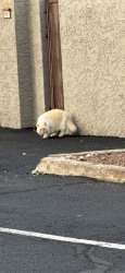 Found/Stray Unknown Cat last seen LINDNER , Mesa, AZ 85202