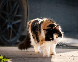 Lost Female Cat last seen Nimitz Blvd, Lehigh Acres, FL 33974
