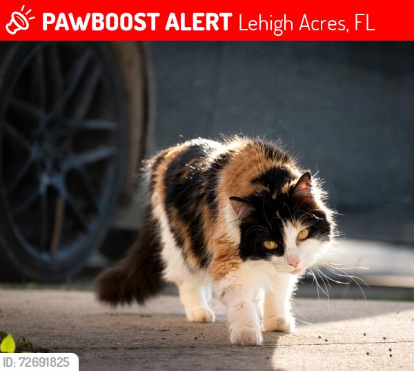 Lost Female Cat last seen Nimitz Blvd, Lehigh Acres, FL 33974