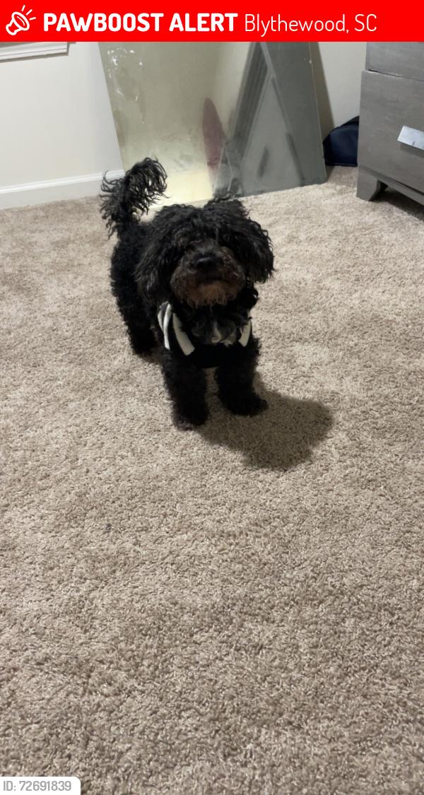 Lost Male Dog last seen Heather green , Blythewood, SC 29016