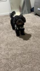 Lost Male Dog last seen Heather green , Blythewood, SC 29016