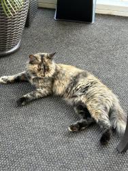 Lost Female Cat last seen Gibbs Shoals Road, Greer, SC 29650