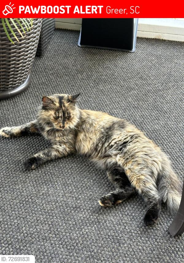 Lost Female Cat last seen Gibbs Shoals Road, Greer, SC 29650