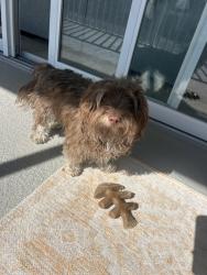 Found/Stray Male Dog last seen Summerwind in Gateway Geeens, Fort Myers, FL 33913