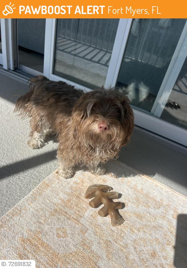 Found/Stray Male Dog last seen Summerwind in Gateway Geeens, Fort Myers, FL 33913