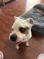 Found/Stray Unknown Dog last seen Ridgeway dr and greenlea, Clearwater, FL 33755