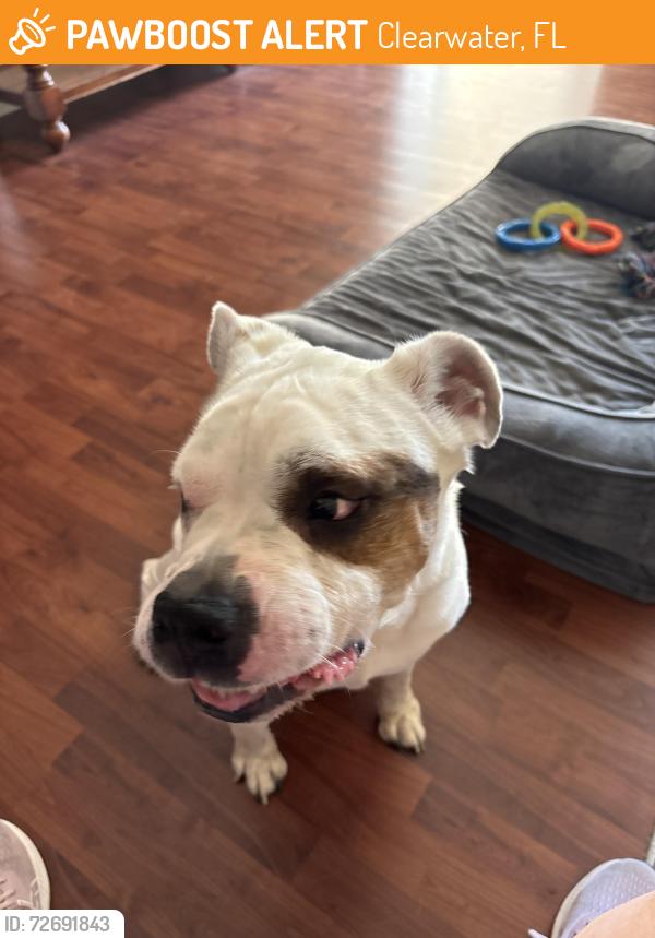 Found/Stray Unknown Dog last seen Ridgeway dr and greenlea, Clearwater, FL 33755