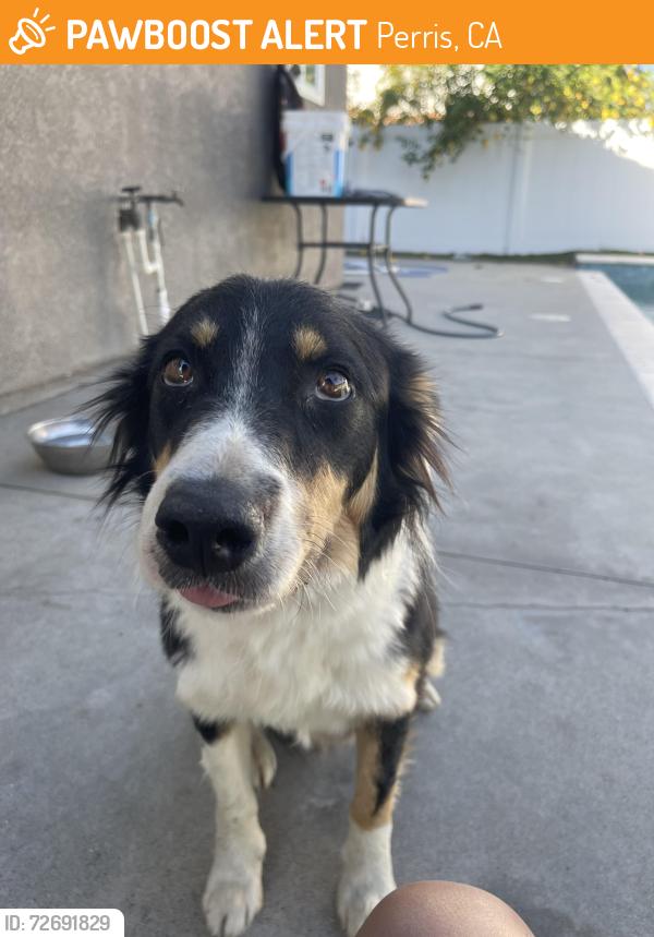 Found/Stray Female Dog last seen Case Rd and Ellis at job site, Perris, CA 92572
