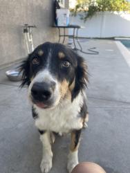 Found/Stray Female Dog last seen Case Rd and Ellis at job site, Perris, CA 92572