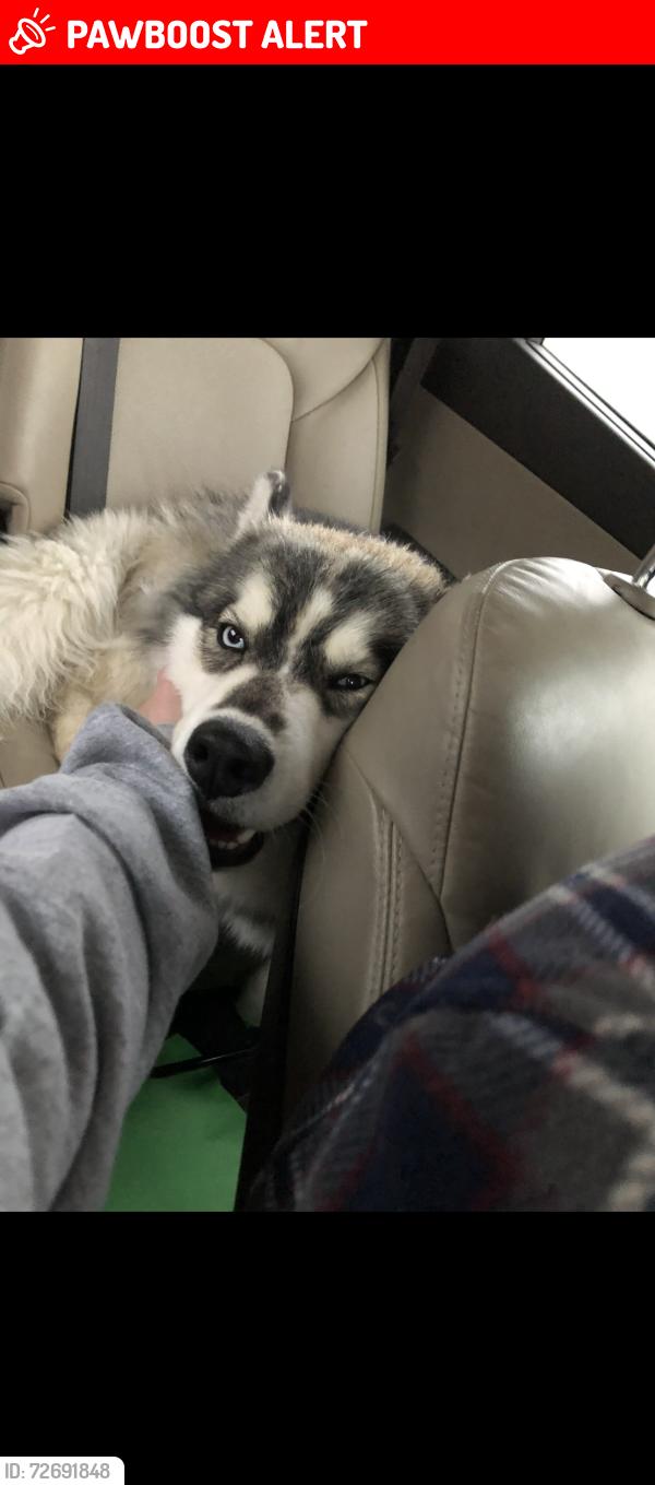 Lost Male Dog last seen Given away, Waterford Township, MI 48328