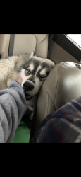 Lost Male Dog last seen Given away, Waterford Township, MI 48328