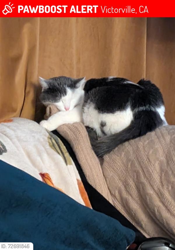 Lost Female Cat last seen Heatherdale and tawney ridge ln, Victorville, CA 92394