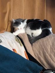 Lost Female Cat last seen Heatherdale and tawney ridge ln, Victorville, CA 92394