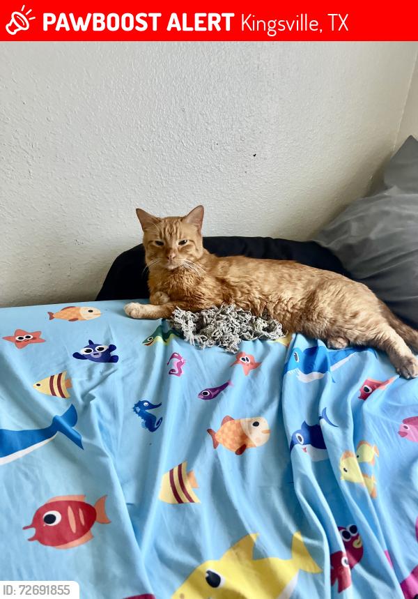 Lost Male Cat last seen Gillette school, Kingsville, TX 78363