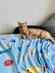 Lost Male Cat last seen Gillette school, Kingsville, TX 78363