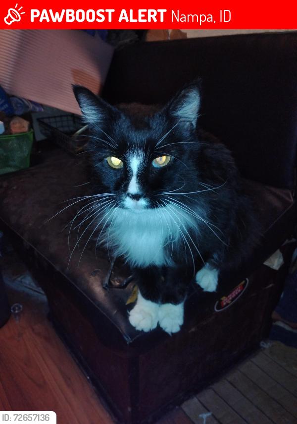Lost Male Cat last seen Behind Grocery Outlet, Nampa, ID 83651