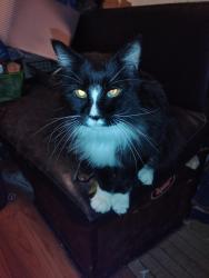 Lost Male Cat last seen Behind Grocery Outlet, Nampa, ID 83651