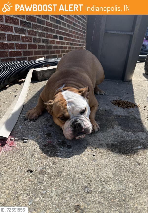 Found/Stray Female Dog last seen Brookside Parkway South Drive and Rural, Indianapolis, IN 46201