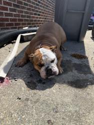 Found/Stray Female Dog last seen Brookside Parkway South Drive and Rural, Indianapolis, IN 46201