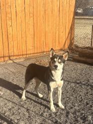 Found/Stray Male Dog last seen Alameda rd and 4th street , Albuquerque, NM 88001