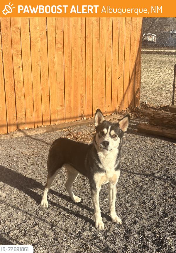 Found/Stray Male Dog last seen Alameda rd and 4th street , Albuquerque, NM 88001