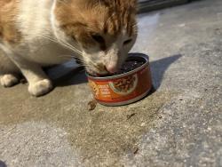 Found/Stray Unknown Cat last seen Douglas Blvd, Roseville, CA 95678