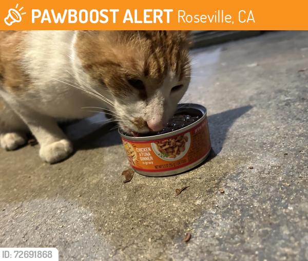 Found/Stray Unknown Cat last seen Douglas Blvd, Roseville, CA 95678