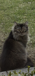 Found/Stray Unknown Cat last seen Perkins road by maxwells , Baton Rouge, LA 70808