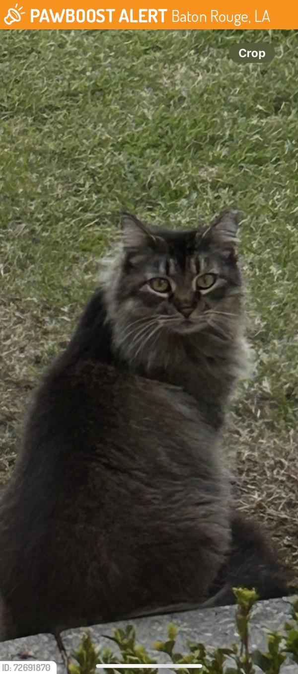 Found/Stray Unknown Cat last seen Perkins road by maxwells , Baton Rouge, LA 70808