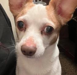 Lost Male Dog last seen Kenner park/blossom valley ct , Tracy, CA 95376