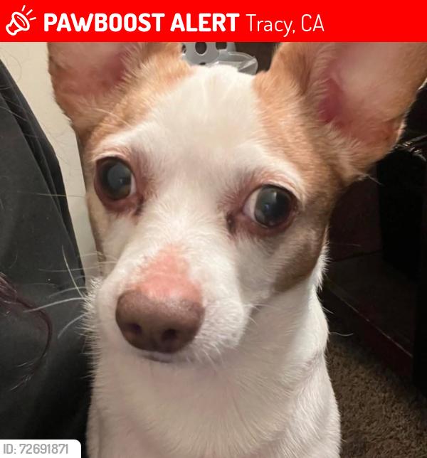 Lost Male Dog last seen Kenner park/blossom valley ct , Tracy, CA 95376