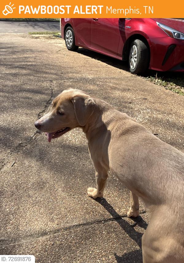 Found/Stray Female Dog last seen huston levee and macon, Memphis, TN 38016