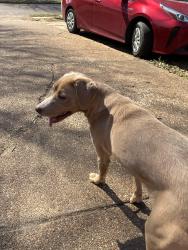 Found/Stray Female Dog last seen huston levee and macon, Memphis, TN 38016